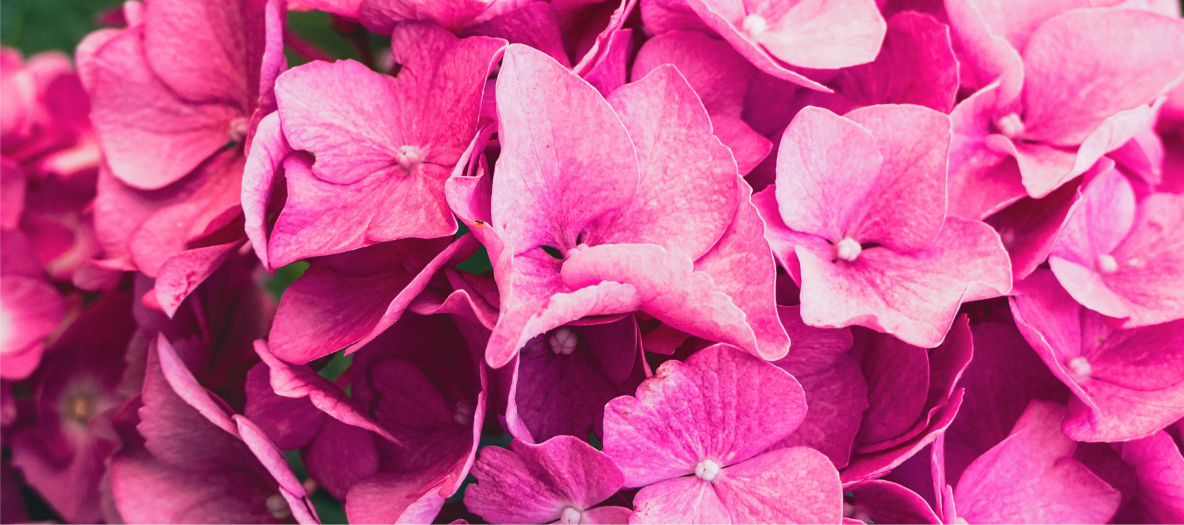 ZAHRADNICTVIÌ STUDENEC_07_FOTO VYÌRÌEZ