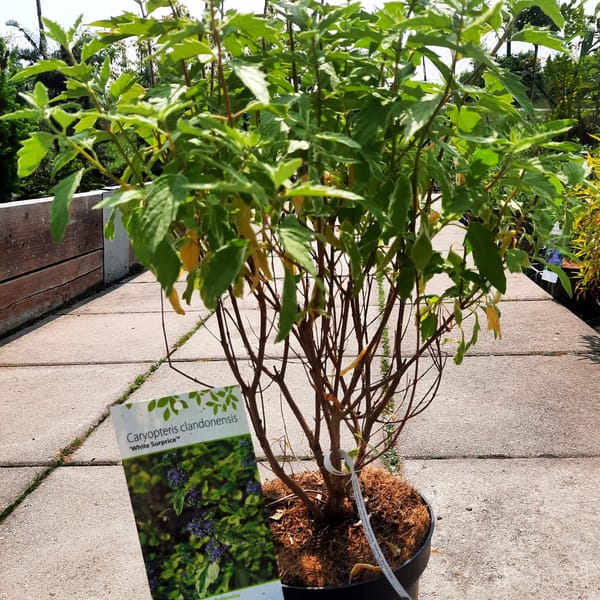 caryopteris-00007602-červen