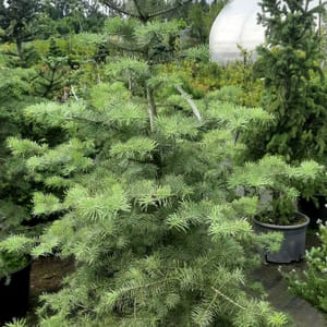 abies-00005655-červen