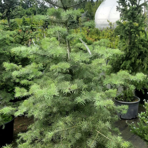 abies-00005655-červen