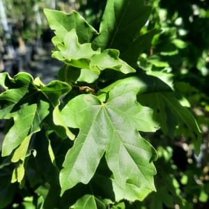 acer-00004873-červen