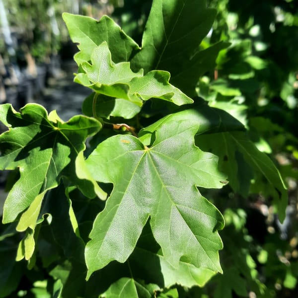 acer-00004873-červen