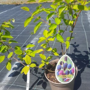 amelanchier-00007413-červen