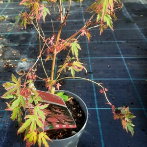 acer-00007049-červen