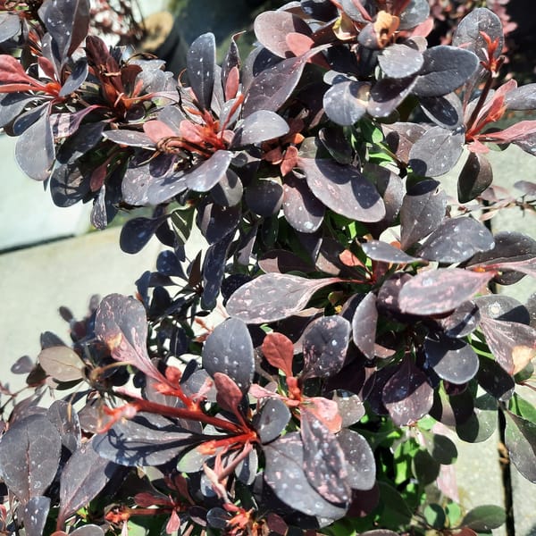 berberis-00006279-červen