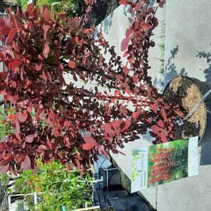 berberis-00007113-červen