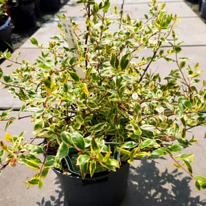 abelia-00007366-červen