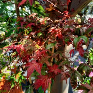 acer-00007104-červen