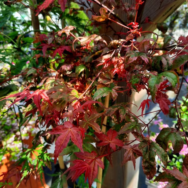 acer-00007104-červen