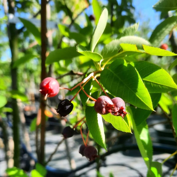amelanchier-00004310-červen