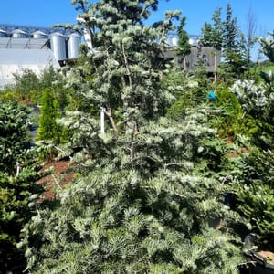 abies-00003355-červen