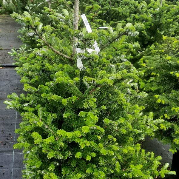 abies-00007100-červen