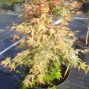 acer-00003497-červen