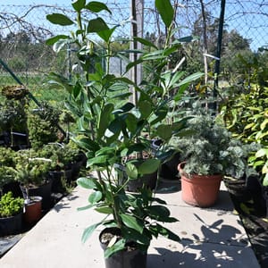 Prunus laurocerasus 'Caucasica'_2023_Keř_80/100_9.květen