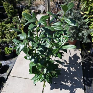 Prunus laurocerasus 'Caucasica'_2023_Keř_80/100_9.květen