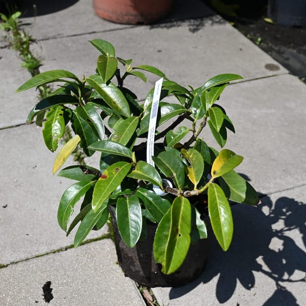 Prunus laurocerasus 'Mount Vernon'_2022_Keř_20/40_9.květen