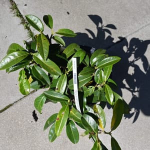 Prunus laurocerasus 'Mount Vernon'_2022_Keř_20/40_9.květen