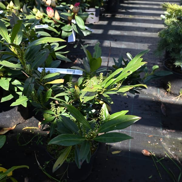 Prunus laurocerasus 'Otto Luyken'_2023_Keř_20/40_9.květen