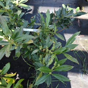 Prunus laurocerasus 'Otto Luyken'_2023_Keř_20/40_9.květen