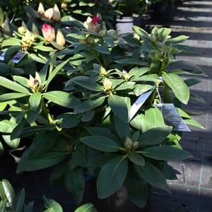 Rhododendron hybridum 'Polarnacht'_2023_Keř_20/40_9.květen