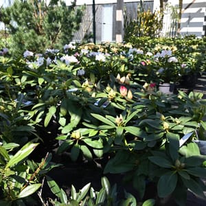 Rhododendron hybridum 'Polarnacht'_2023_Keř_20/40_9.květen