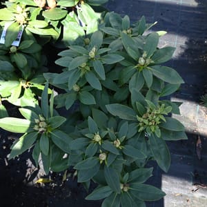 Rhododendron hybridum 'Polarnacht'_2023_Keř_20/40_9.květen