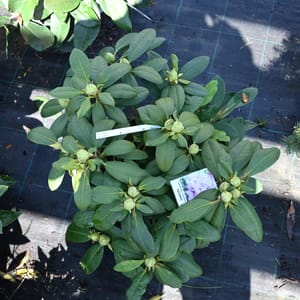 Rhododendron hybridum 'Azurro'_2023_Keř_20/40_9.květen