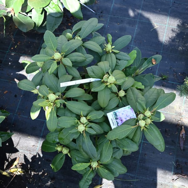 Rhododendron hybridum 'Azurro'_2023_Keř_20/40_9.květen