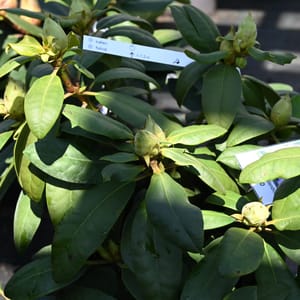 Rhododendron hybridum 'Azurro'_2023_Keř_20/40_9.květen