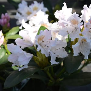 Rhododendron hybridum 'Cunningham's White'_2023_Keř_20/40_9.květen