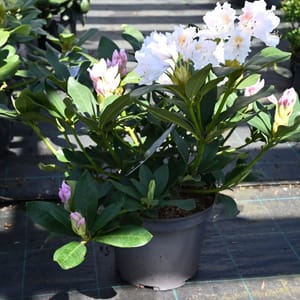 Rhododendron hybridum 'Cunningham's White'_2023_Keř_20/40_9.květen