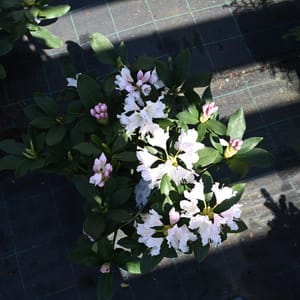 Rhododendron hybridum 'Cunningham's White'_2023_Keř_20/40_9.květen