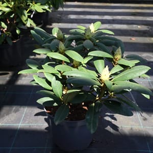 Rhododendron hybridum 'Erato'_2023_Keř_20/40_9.květen