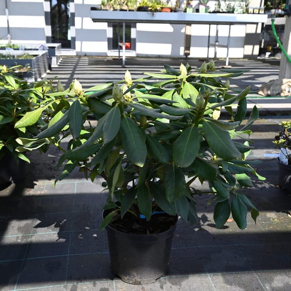 Rhododendron hybridum 'Nova Zembla'_2022_Keř_40/60_9.květen