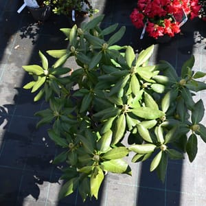 Rhododendron hybridum 'Nova Zembla'_2022_Keř_40/60_9.květen