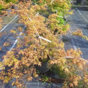 acer-00003481-červen