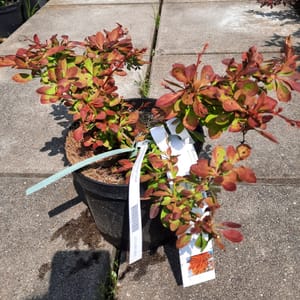 berberis-00007112-červen