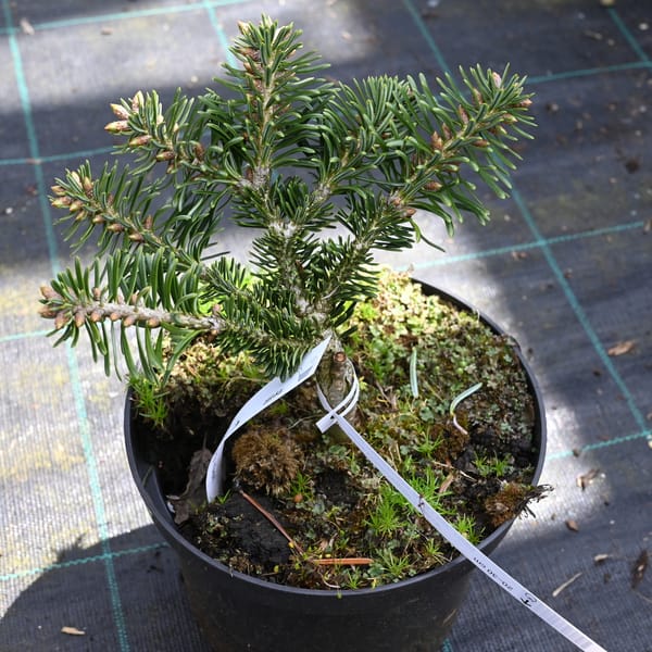 Abies borisii regissi 'Greece'_2023_Keř_10/20_9.květen