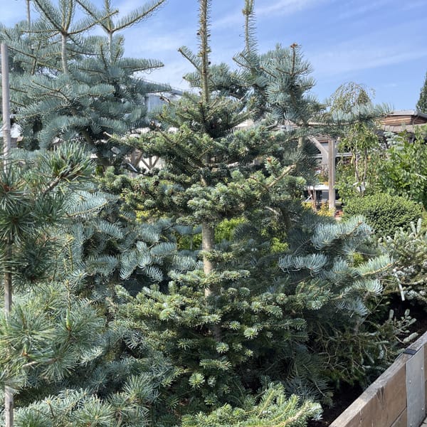 Abies koreana 'Glauca'_2024_Strom_150/175_20.srpen