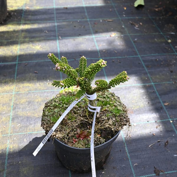 Abies koreana 'Oberon'_2023_Keř_20/40_9.květen