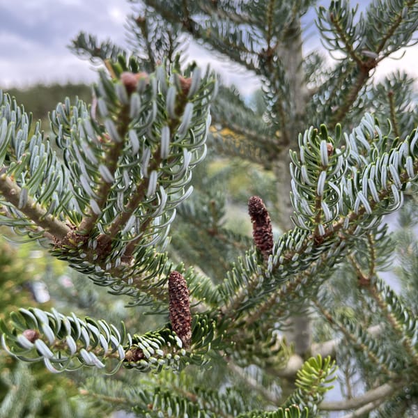 Abies koreana 'Silberlocke'_2023_Strom_80/100_10.září