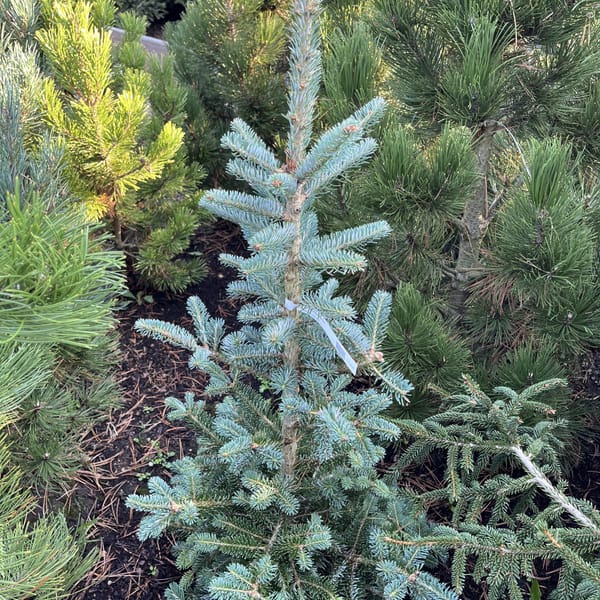 Abies lasiocarpa × koreana_2023_Keř_60/80_20.srpen
