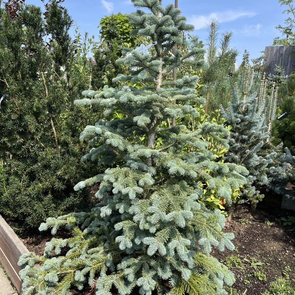 Abies nobilis _2024_Strom_100/125_20.srpen