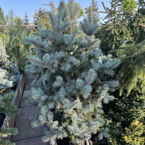 Abies nordmanniana 'Barabits Compact'_2024_Strom_80/100_20.srpen