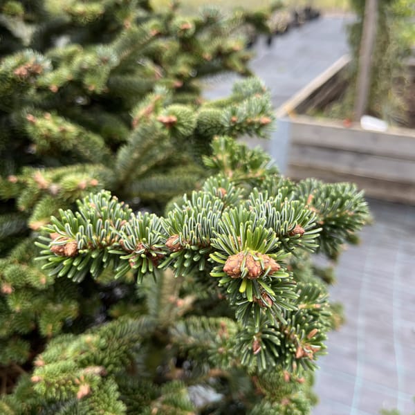 Abies numidica 'Spreading Star'_2023_Strom_125/150_10.září