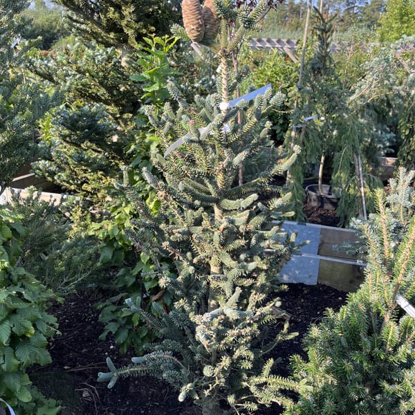 Abies pinsapo 'Fastigiata'_2023_Strom_100/125_20.srpen