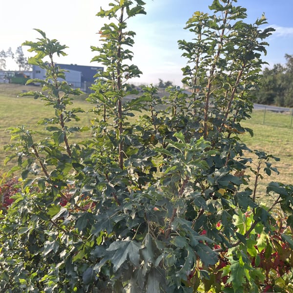 Acer campestre 'Anny's Globe'_2024_Na kmínku_125/150_6.září