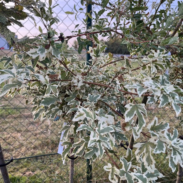 Acer campestre 'Carnival'_2023_Na kmínku_100/125_6.září