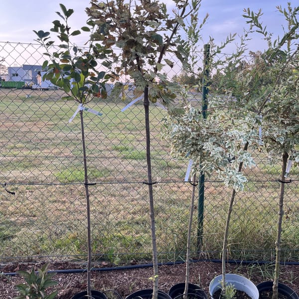 Acer pseudoplatanus 'Esc Sunsey'_2023_Na kmínku_100/125_6.září