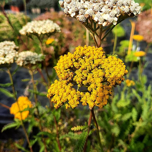 Achillea filipendulina 'Cloth of Gold' _2025__K13_16.červenec